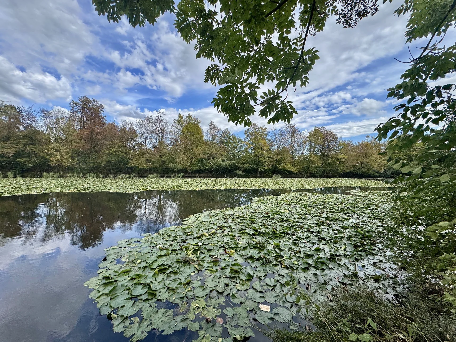 A peaceful lake scene with calm water covered in lily pads, surrounded by trees with fall foliage, under a partly cloudy sky with blue and white clouds.