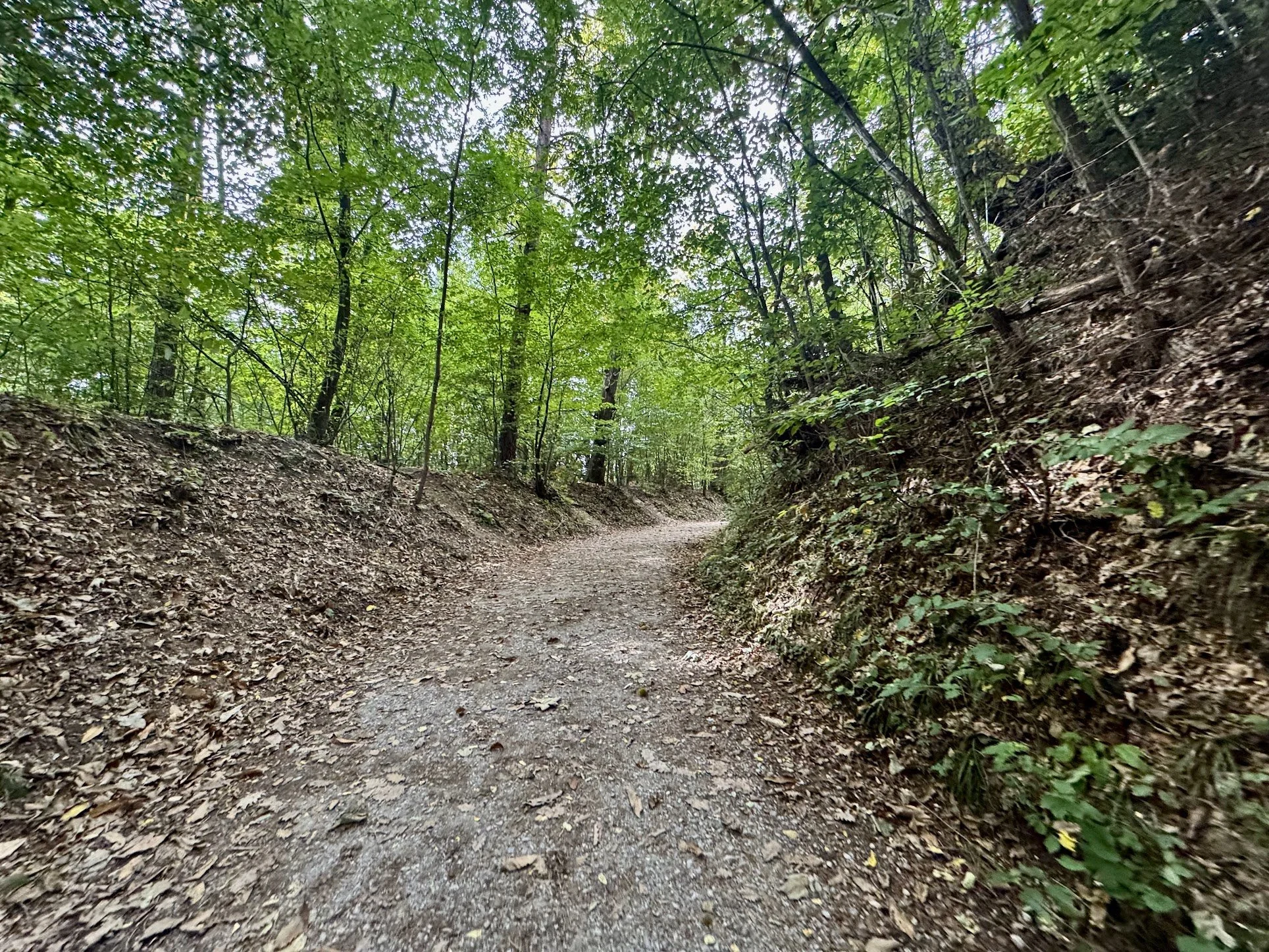A dirt and gravel hiking trail through a wooded forest with green foliage overhead.