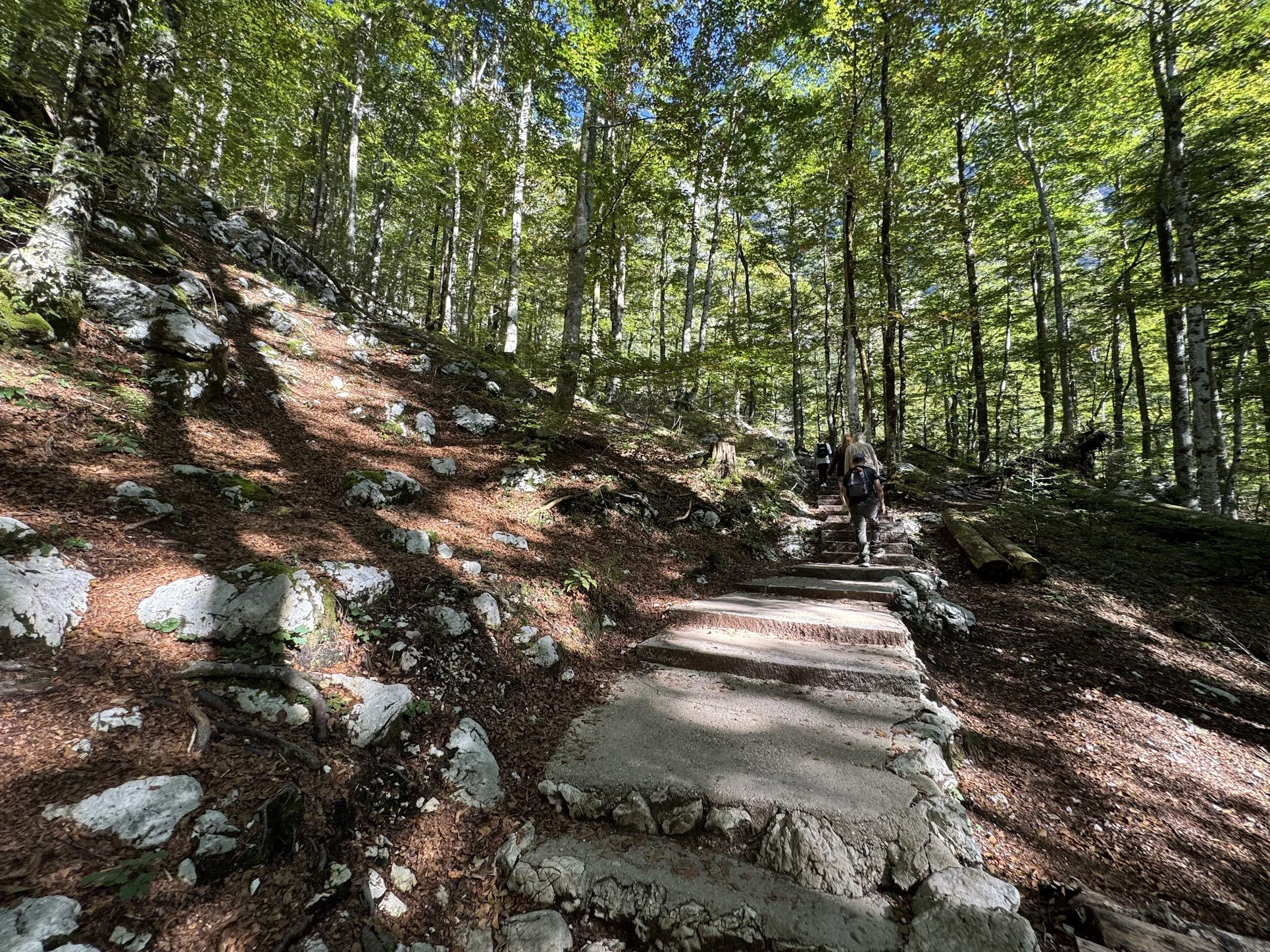 A group of hikers walking up a wooded trail on uneven steps, surrounded by tall trees with green foliage and dappled sunlight.