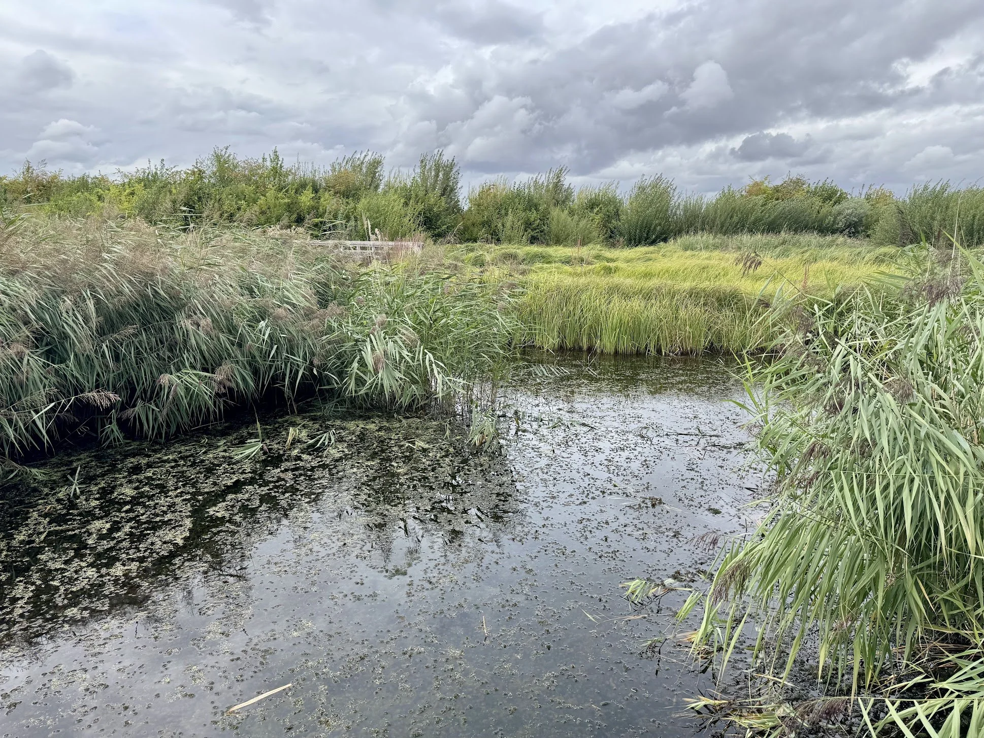 A marsh with tall green grasses and reeds near the water, cloudy sky overhead.