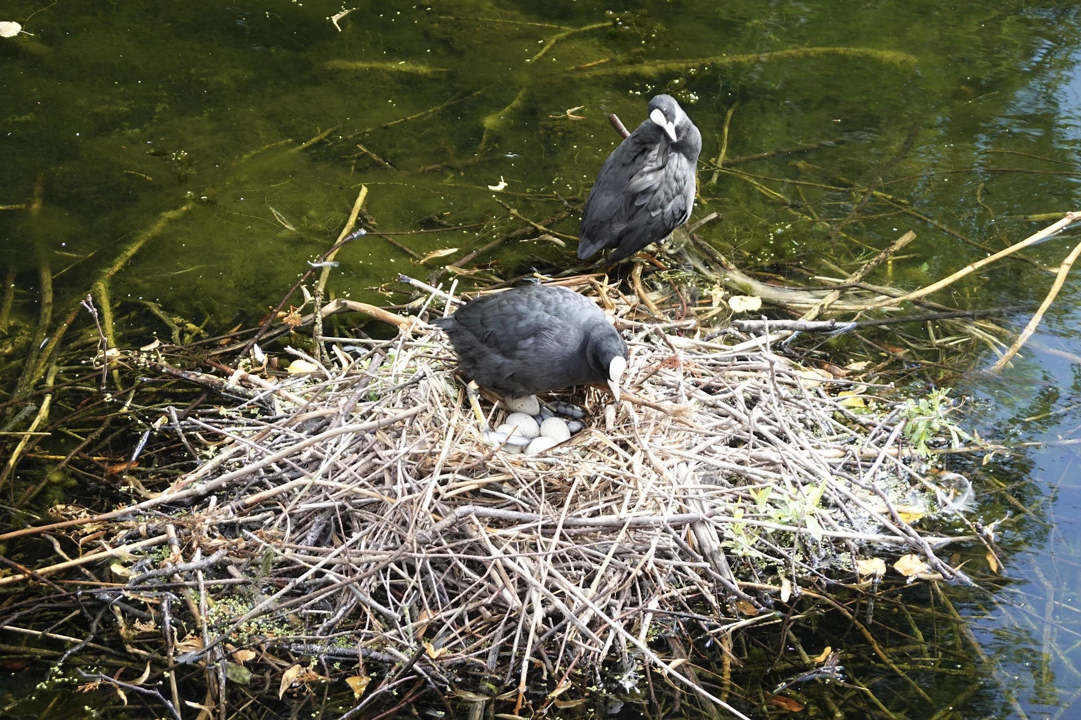 A bird's nest with two black birds and several white eggs inside, situated among twigs and leaves on a body of water.