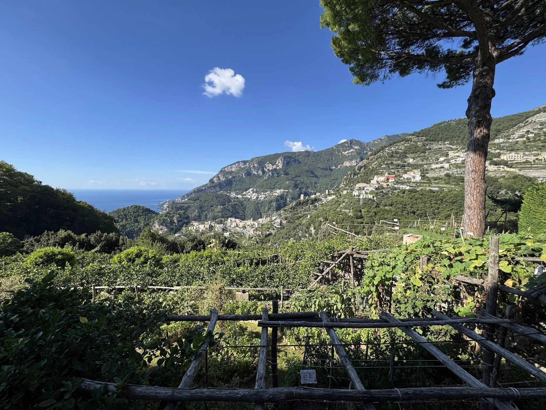 Scenic view of a hillside landscape with lush greenery, scattered houses on the mountainside, and a view of the ocean in the background under a clear blue sky with a few clouds. A tall pine tree is on the right side of the image.