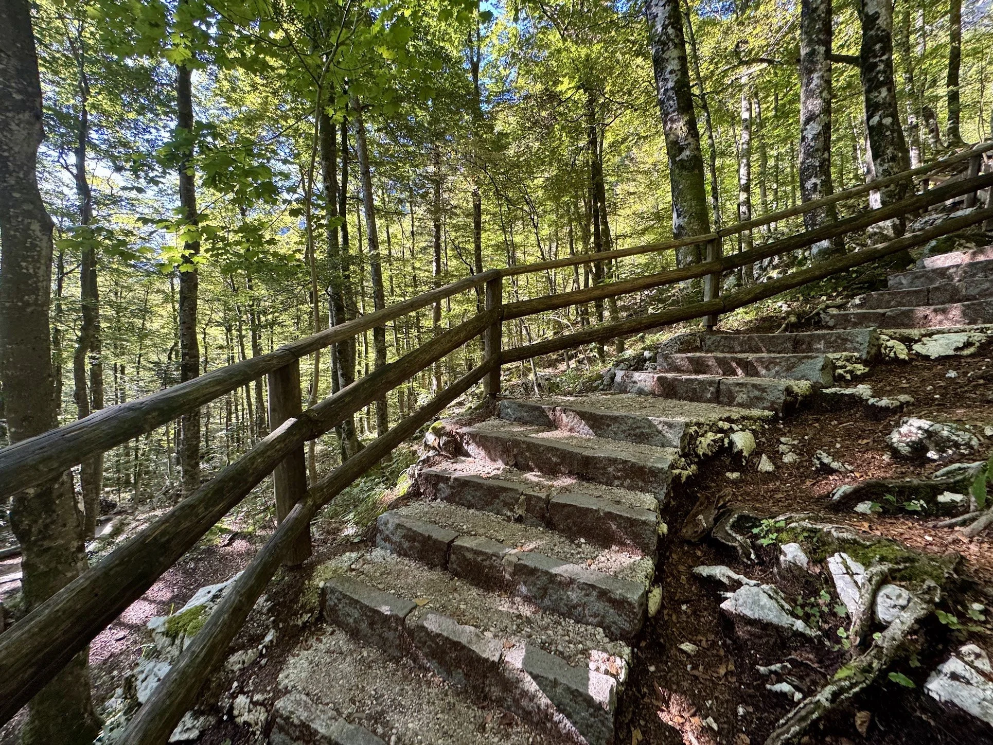 Stone steps with a wooden handrail leading up a wooded trail in a dense forest with green leaves and dappled sunlight.