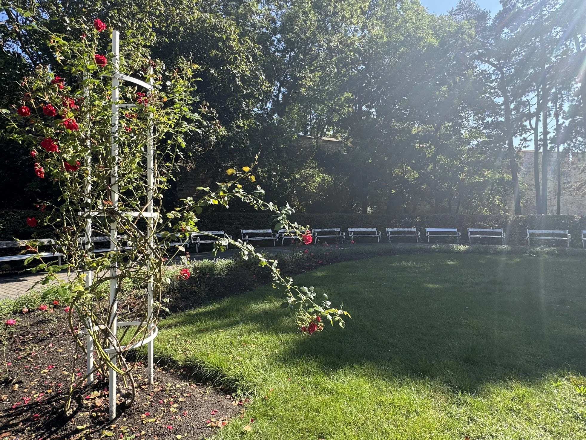 A park with a row of empty white benches, green grass, trees, and a flowering bush with pink and red roses, sun shining through the leaves.