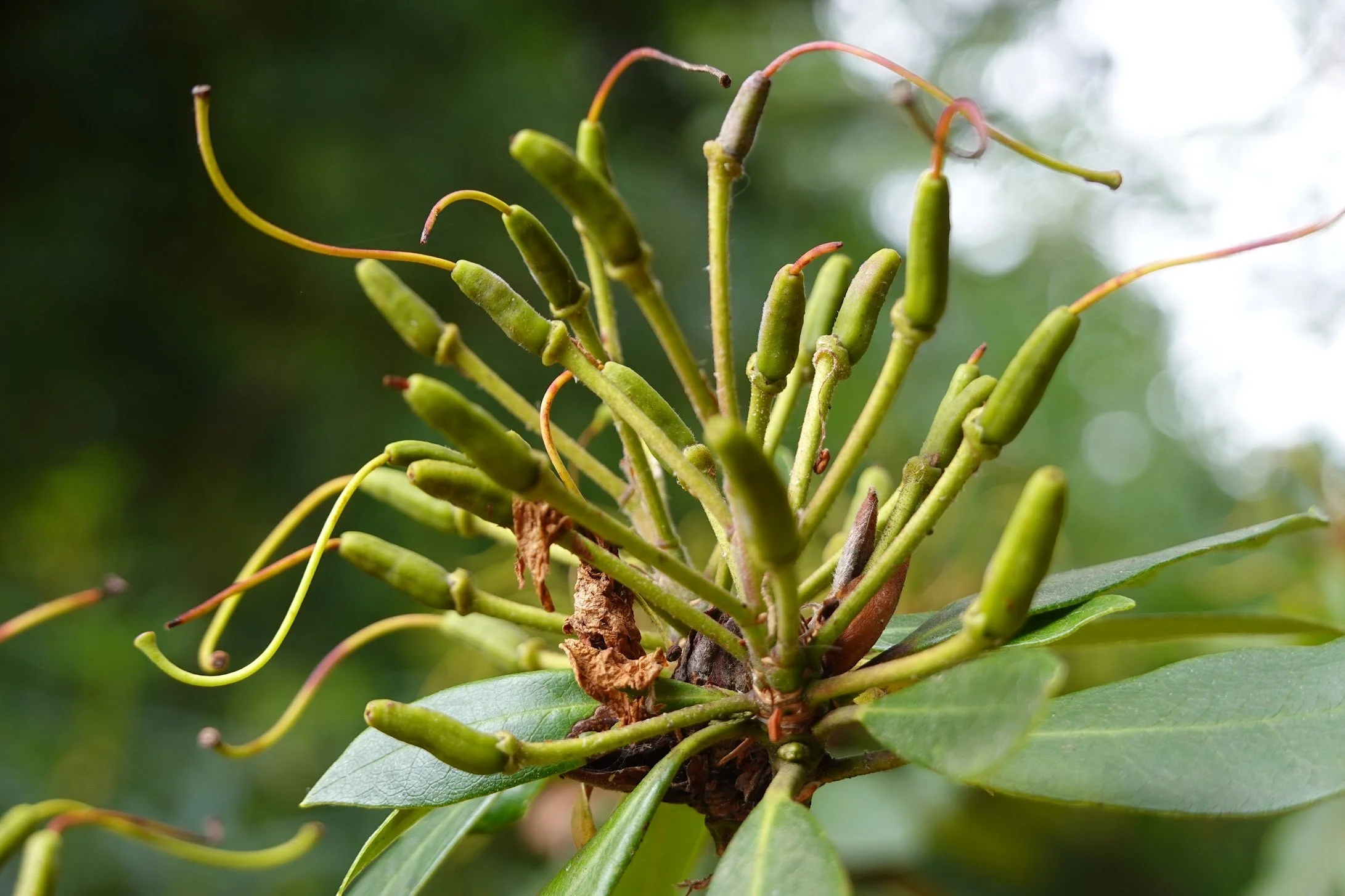 Close-up of a pine cone forming on a pine tree branch with green needles and soil in the background.