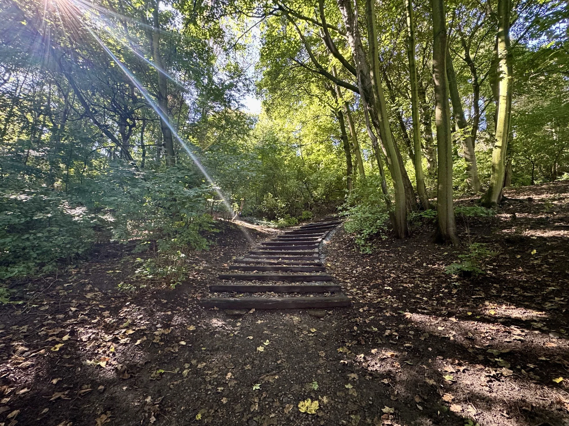 Wooden stairs leading into a lush green forest with tall trees and sunlight streaming through the leaves.