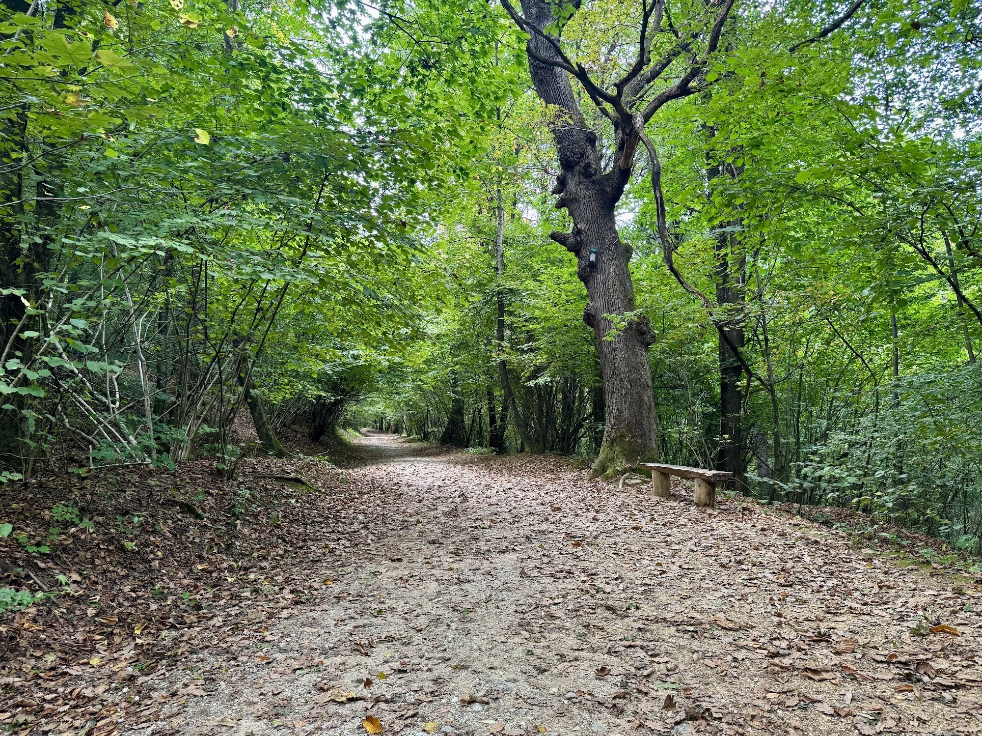 A dirt trail in a forest with green foliage and trees on both sides, and a small wooden bench on the right side of the path.