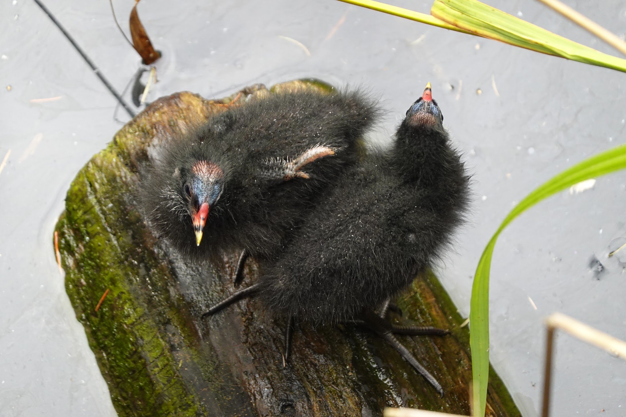 A fluffy black bird chick with closed eyes, resting on a mossy log surrounded by water and green grass.