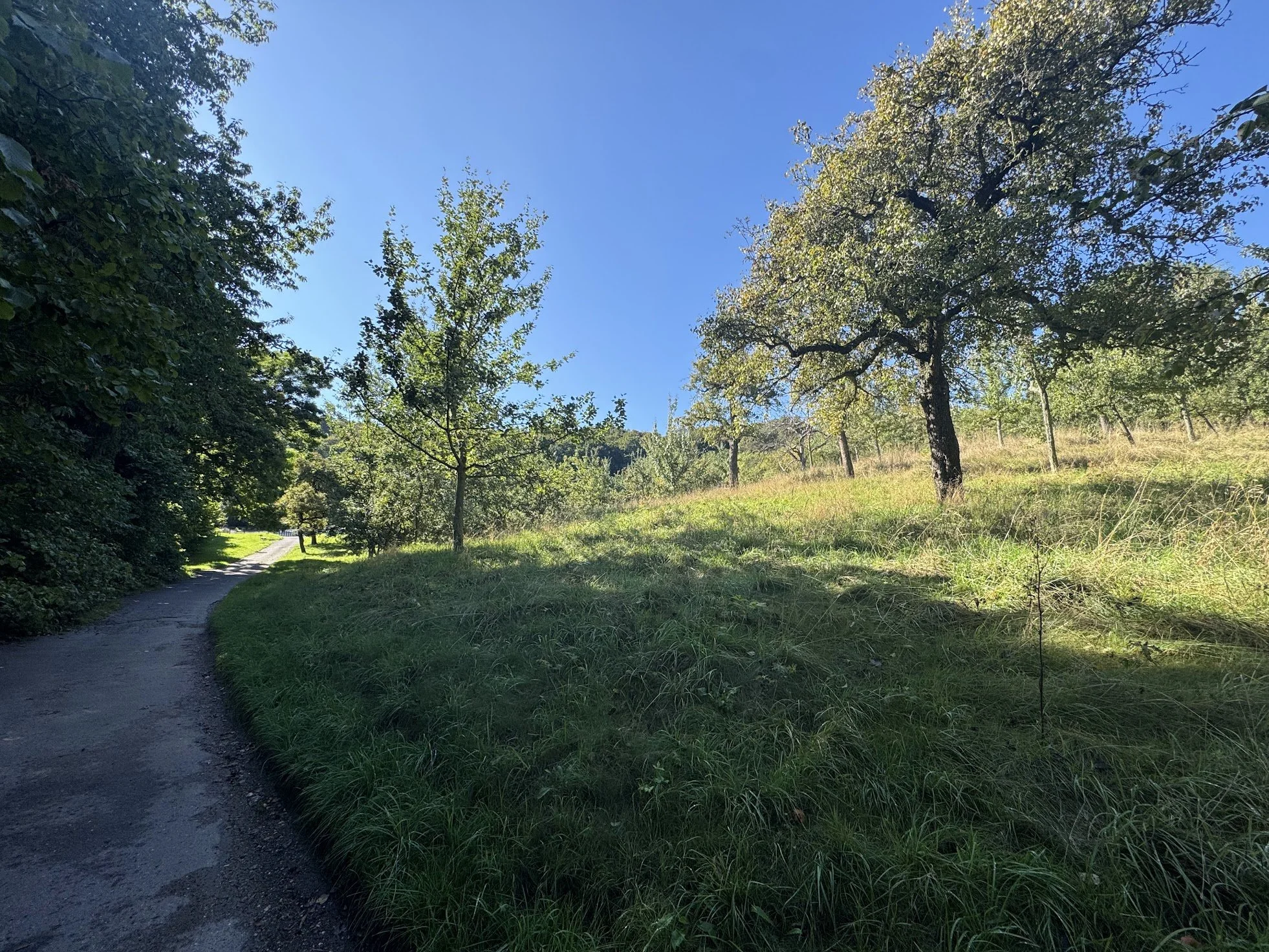 A scenic view of a dirt path winding through a lush, green park with various trees under a bright, clear blue sky.