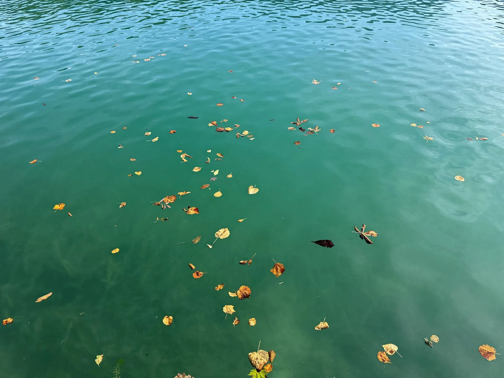 Water with floating autumn leaves.