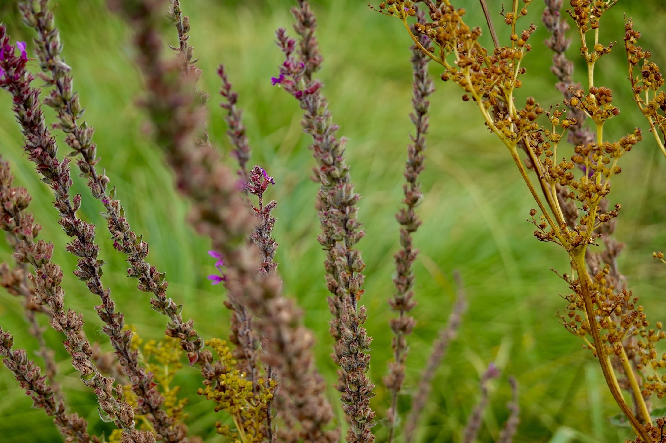 Close-up of various flowering plants with purple and yellow clusters of tiny flowers on green blurred background.