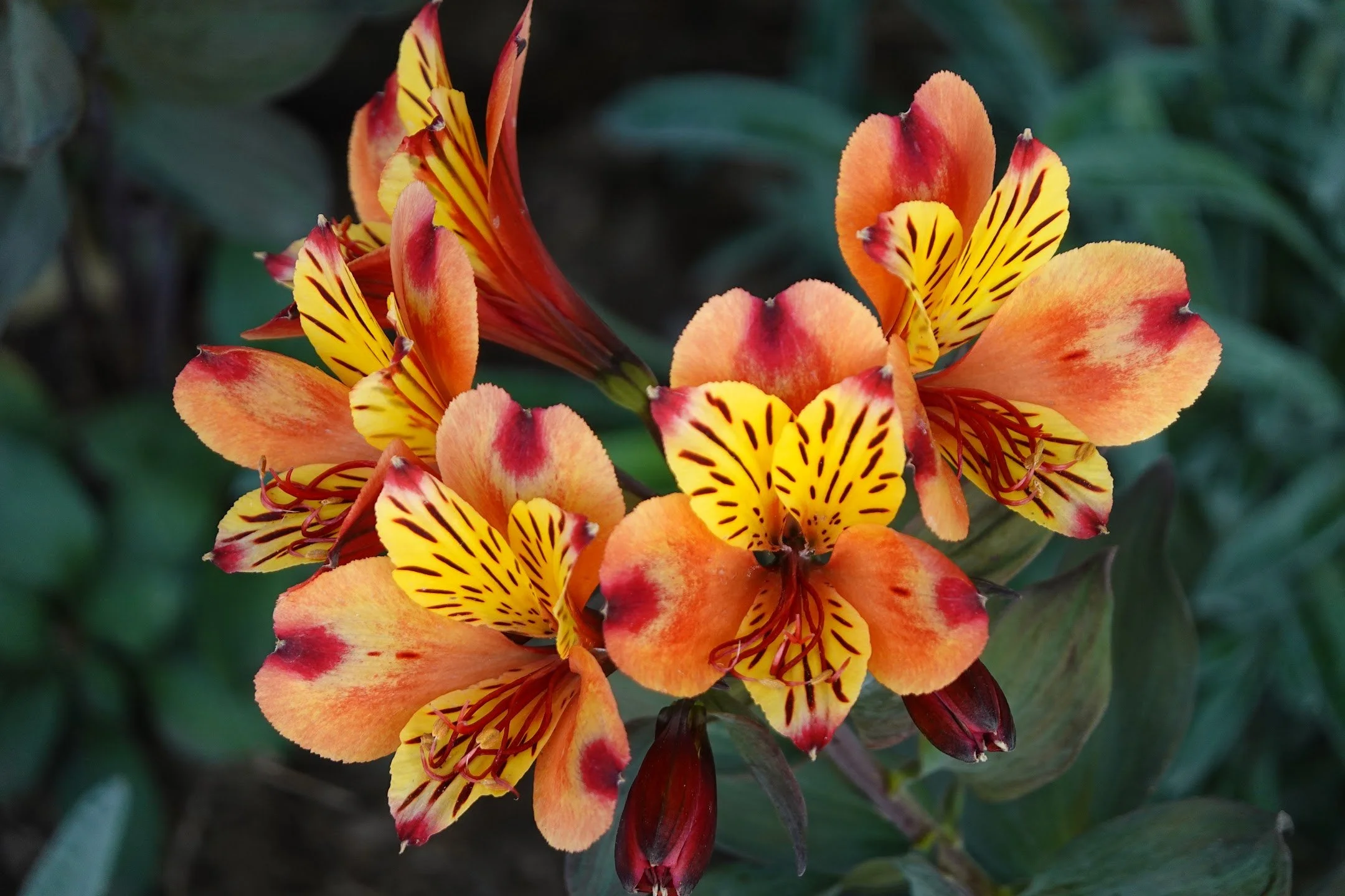 Close-up of vibrant orange and yellow flowers with red streaks and green leafy background.