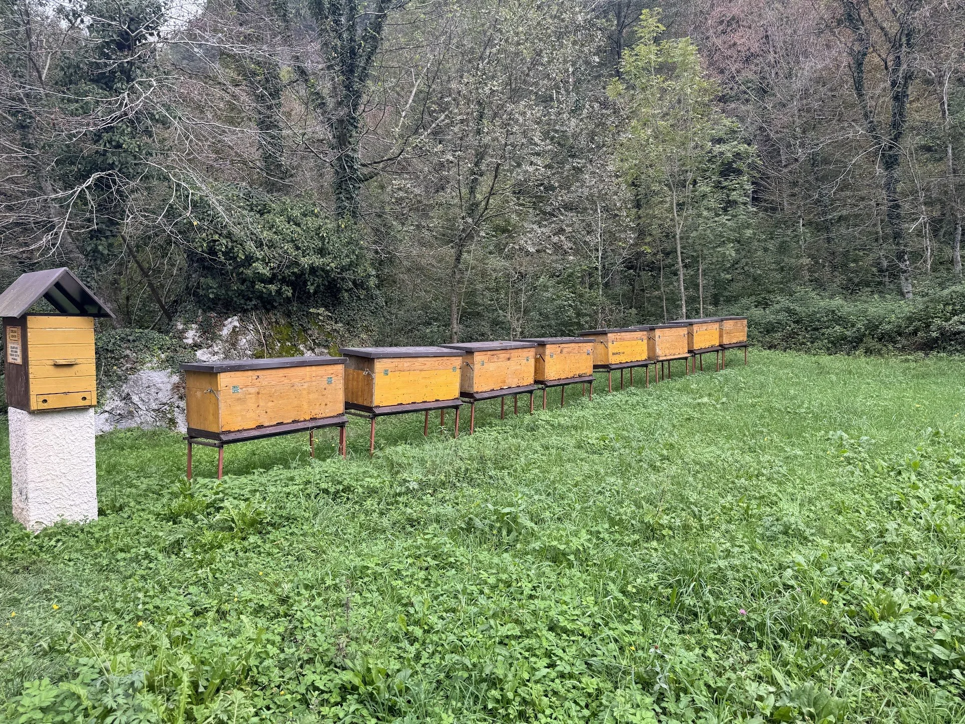 A row of wooden bee hives on metal stands in a grassy area next to a forested hillside.