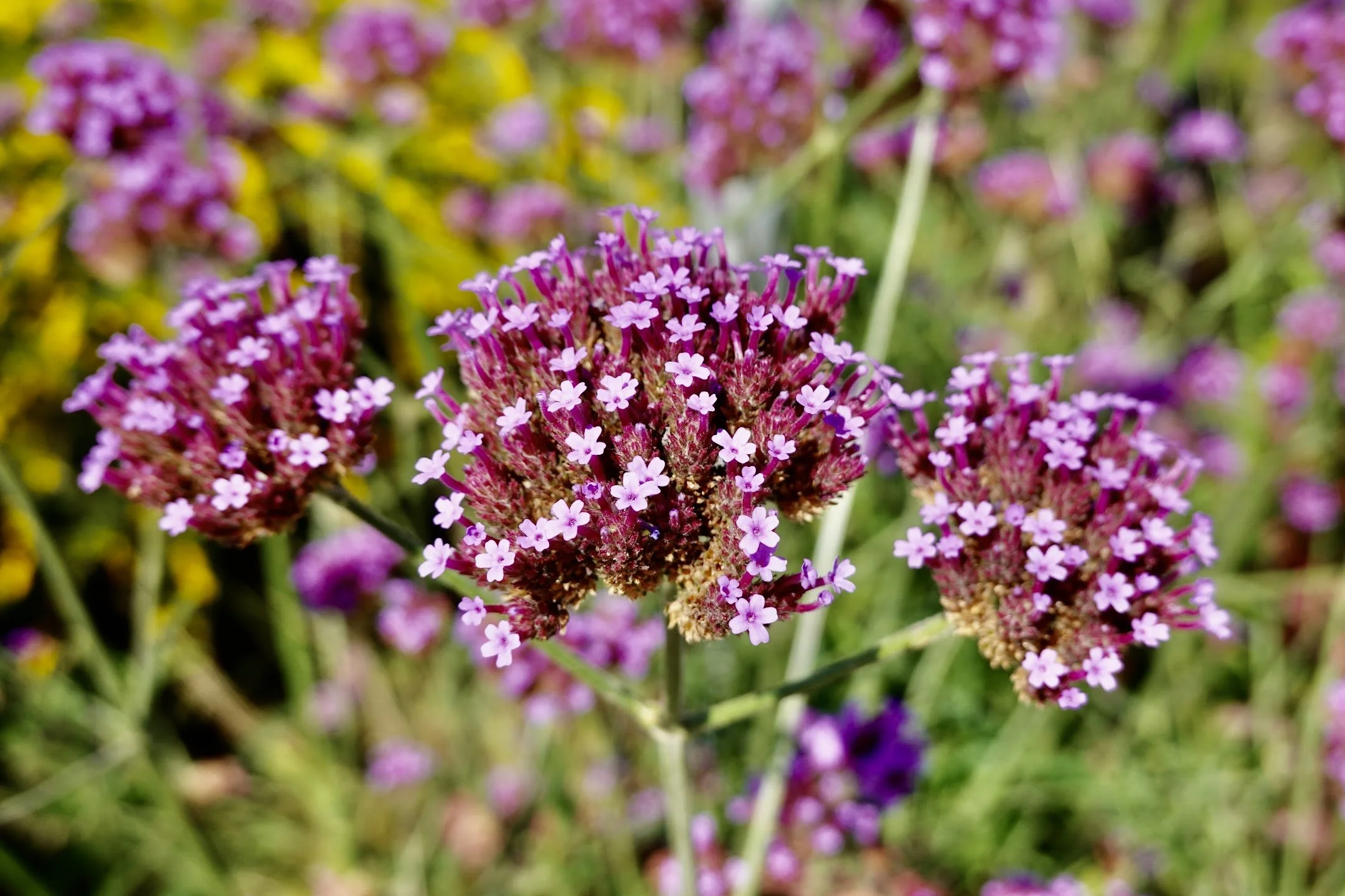 Close-up of pink and purple flowers blooming in a garden.