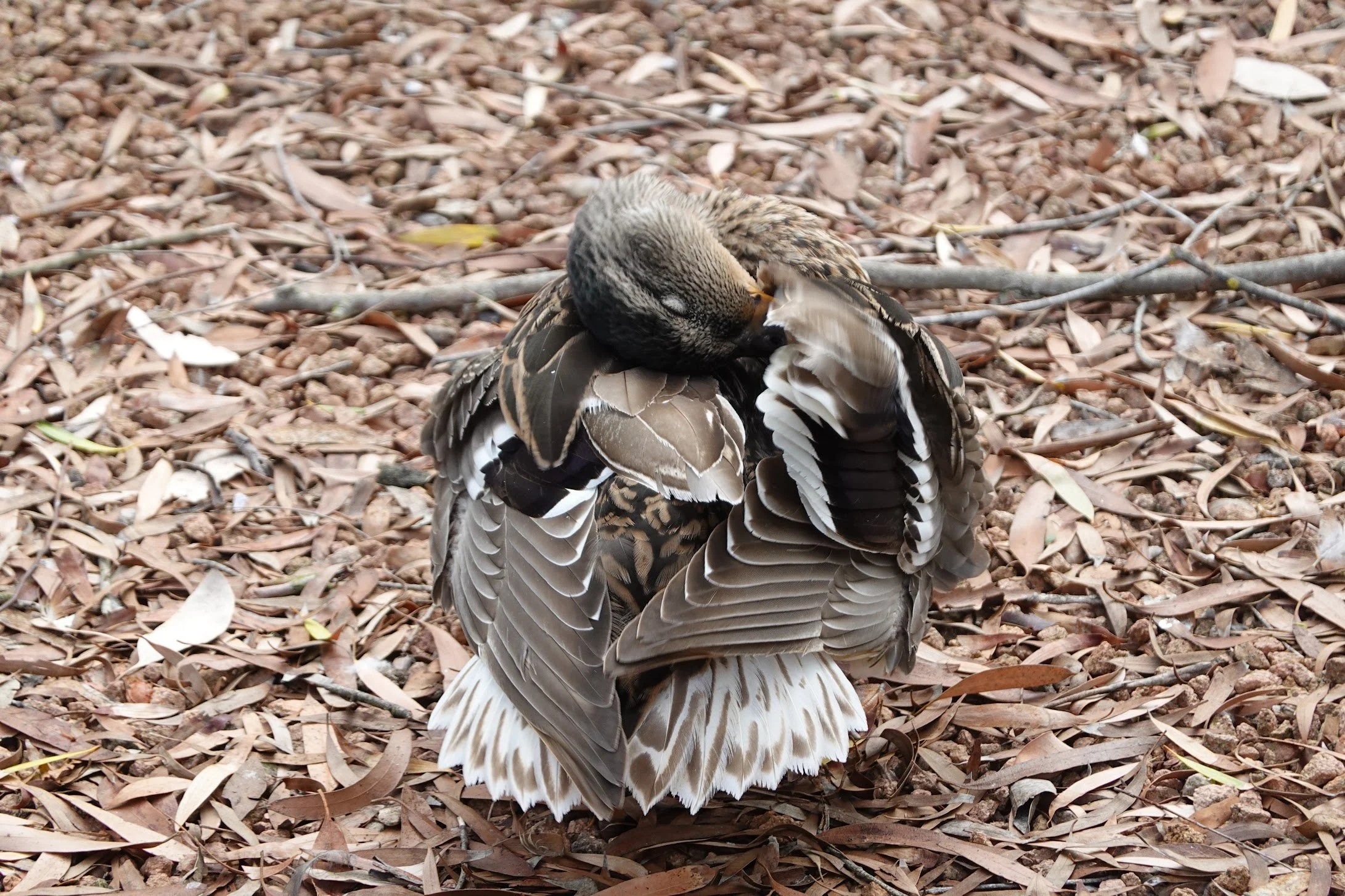 A duck preening its feathers on a bed of dry leaves and twigs.