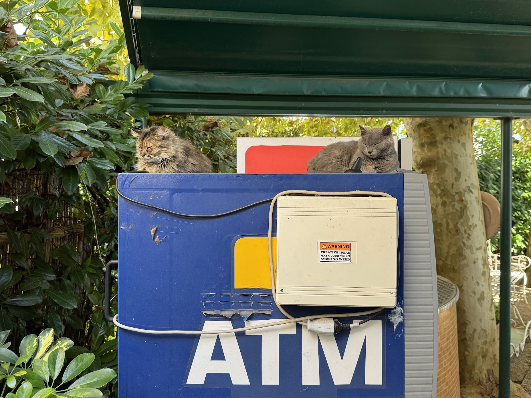Two cats resting on top of an ATM machine outdoors, surrounded by green bushes and trees.