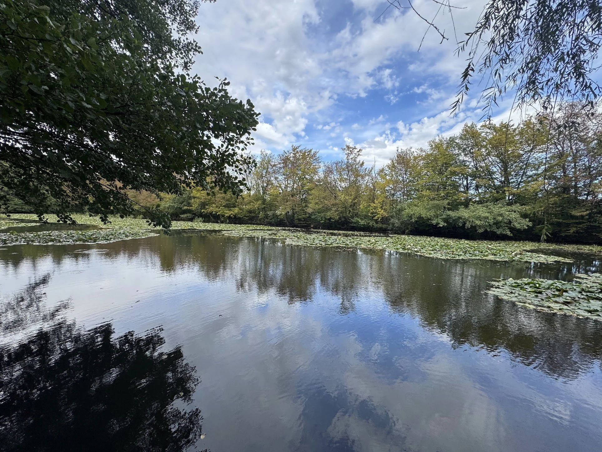 Calm river with lily pads, surrounded by trees and a partly cloudy blue sky.