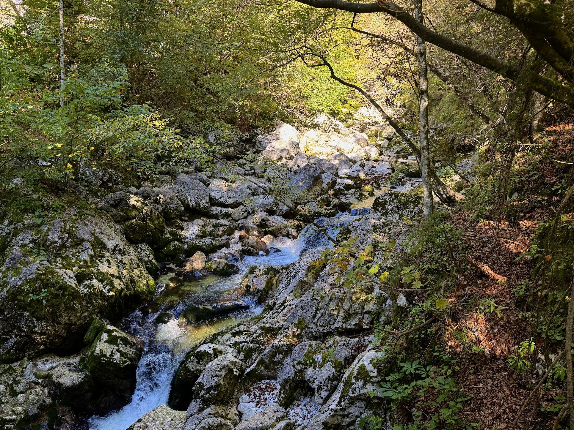 A small rocky creek flowing through a dense forest with green and yellow trees, some sunlight filtering through the foliage.