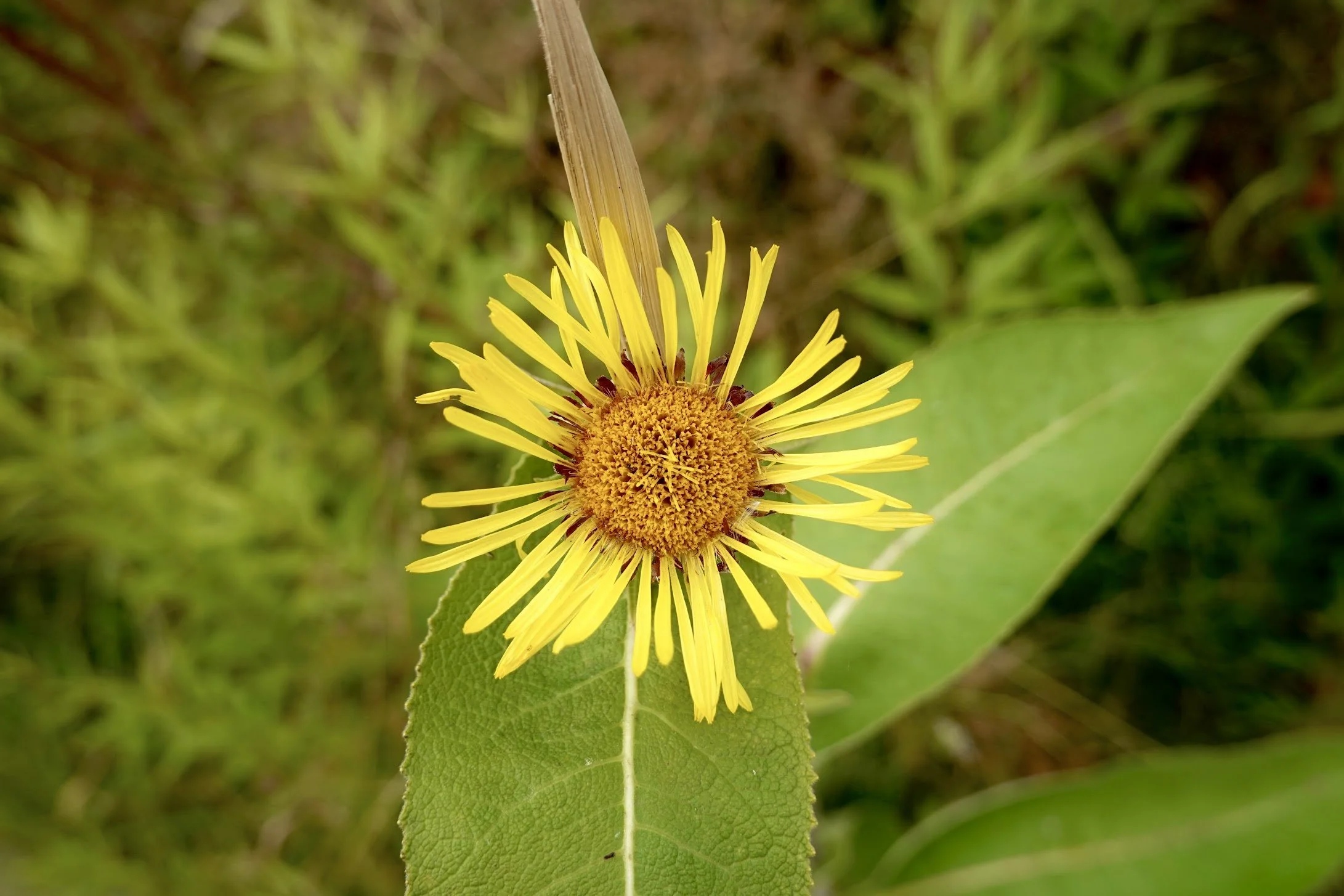 Yellow flower with long, thin petals and a central clustered disc, surrounded by green leaves and grassy background.