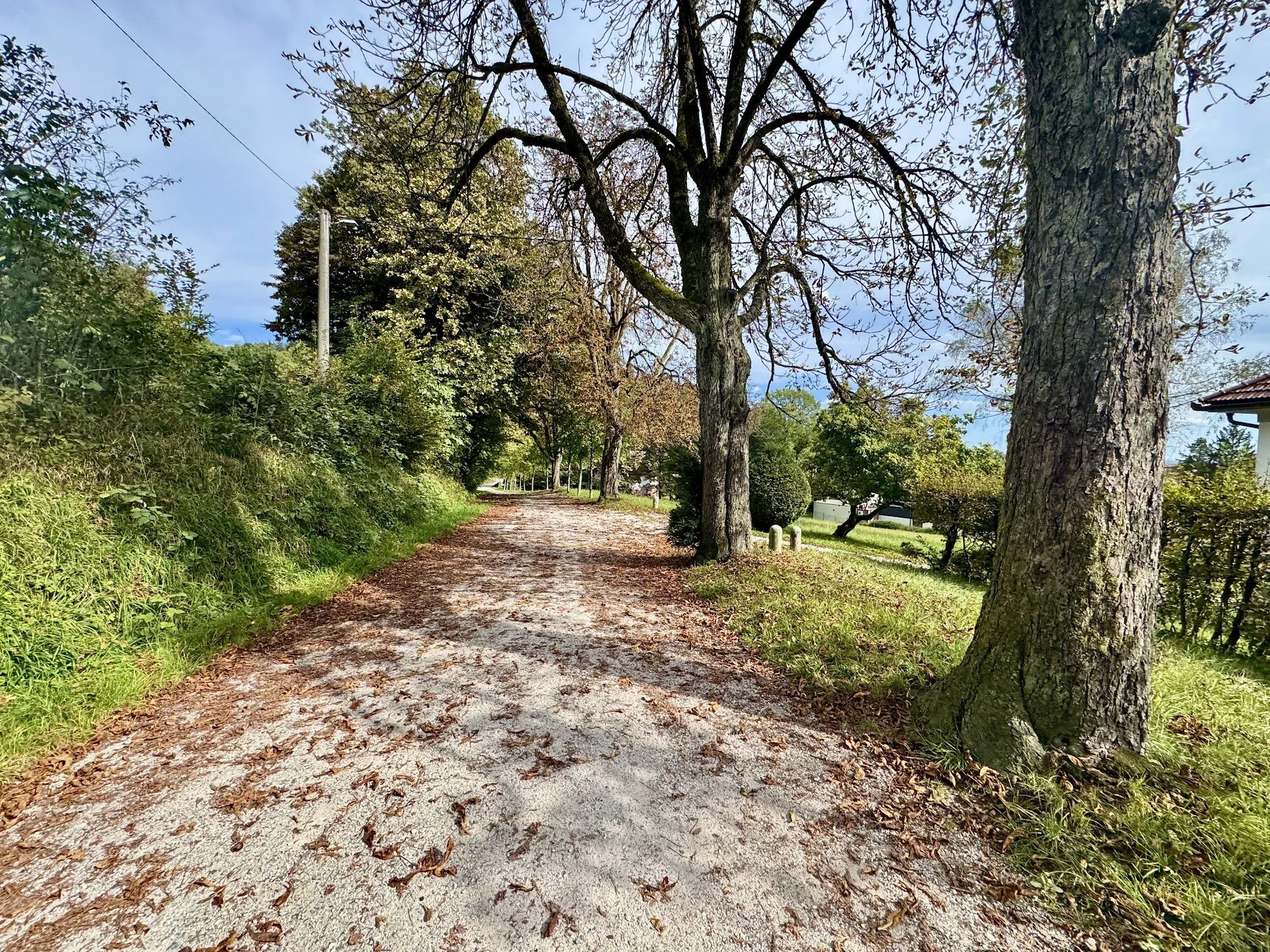 A dirt path covered with fallen leaves in a park, lined with tall trees, some with green leaves and some with brown or no leaves, under a blue sky with a few clouds.
