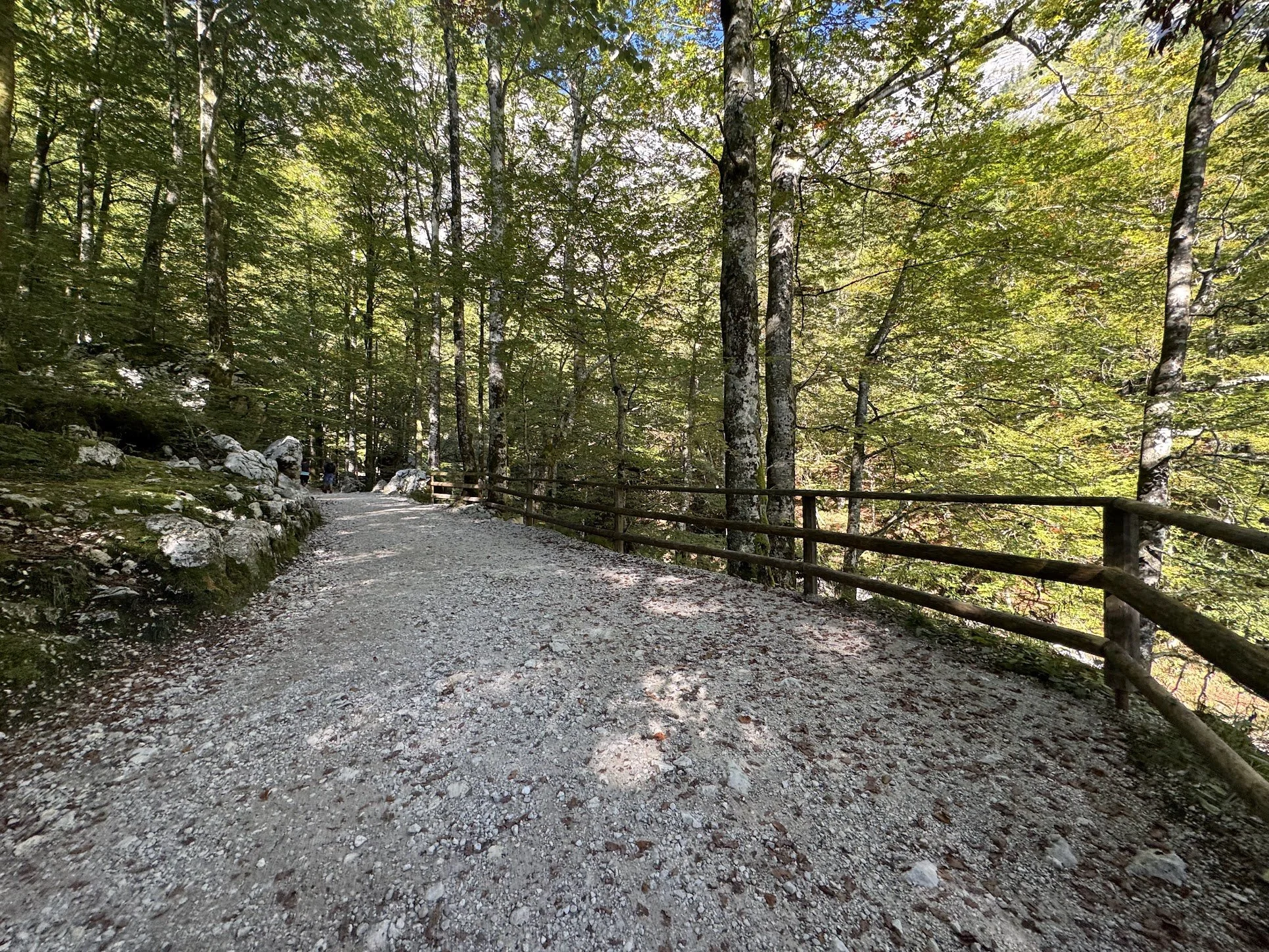 A gravel trail in a forest with tall trees and dense green foliage. A wooden fence lines the right side of the trail, and sunlight filters through the trees.