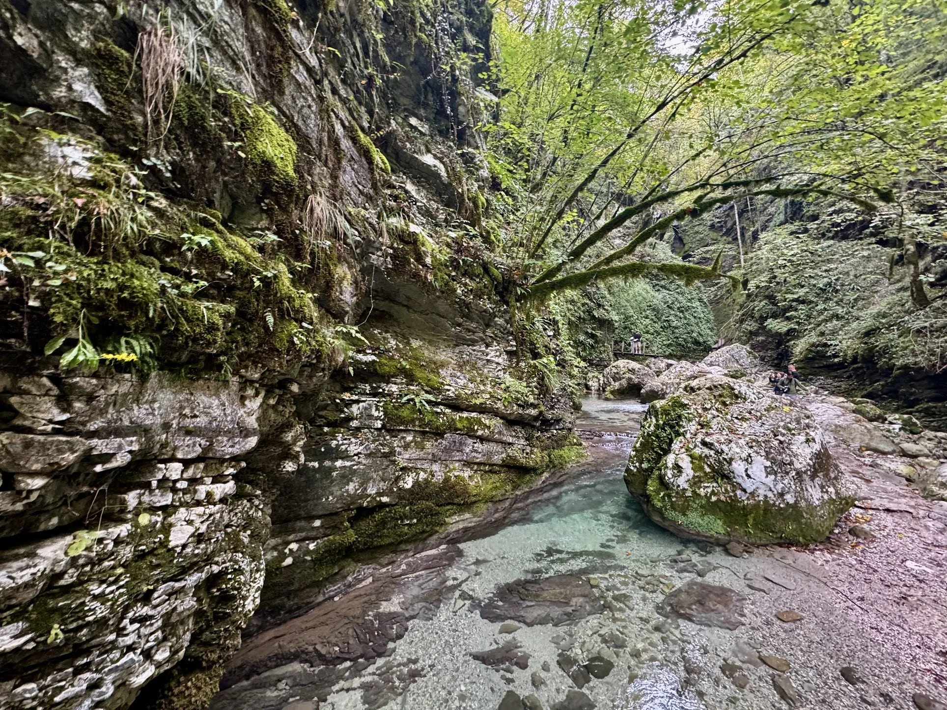 A rocky creek with clear water flowing through a lush, green canyon with steep moss-covered cliffs and dense foliage.