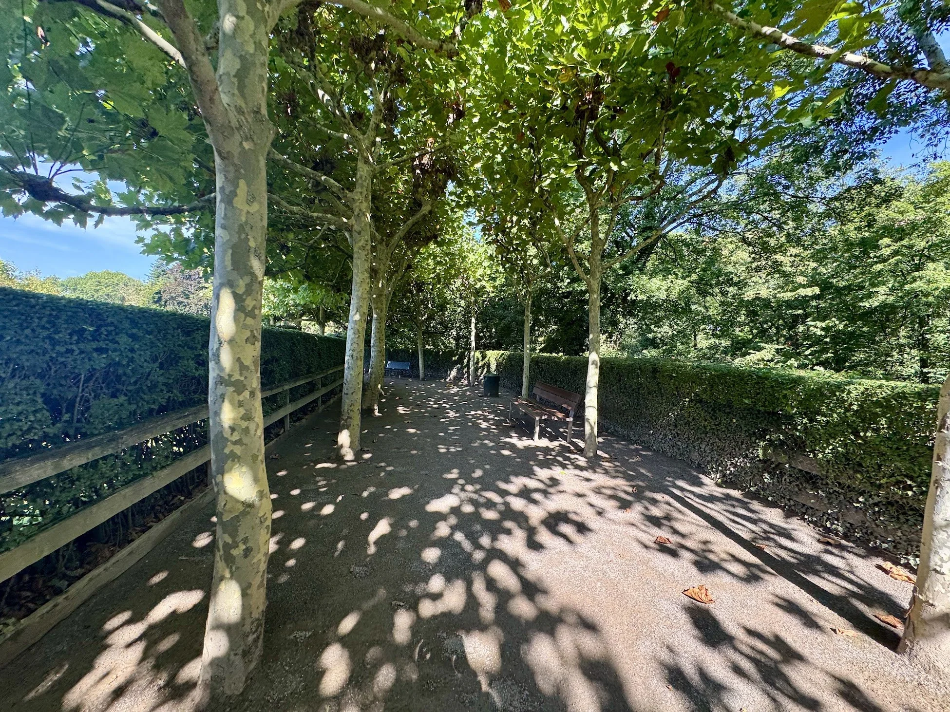 A shaded pathway in a park with trees on both sides, creating a canopy of leaves overhead. There are benches along the path and sunlight filtering through the foliage, casting dappled shadows on the ground.