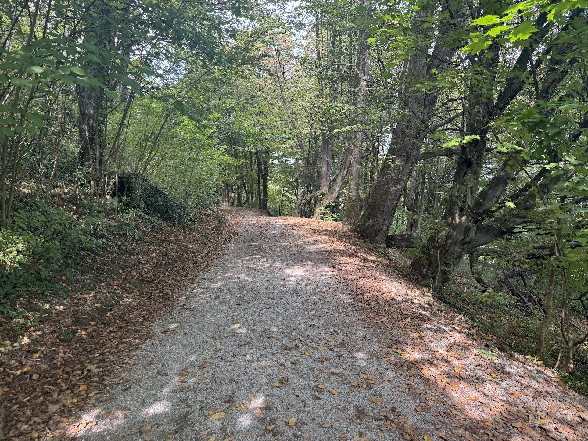 A gravel trail winding through a dense, green forest with tall trees and leafy canopy.