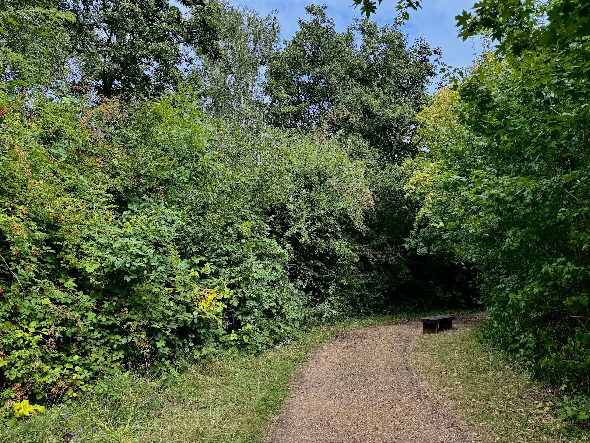 A dirt path in a green park with a bench on the side, surrounded by tall bushes and trees, under a partly cloudy sky.