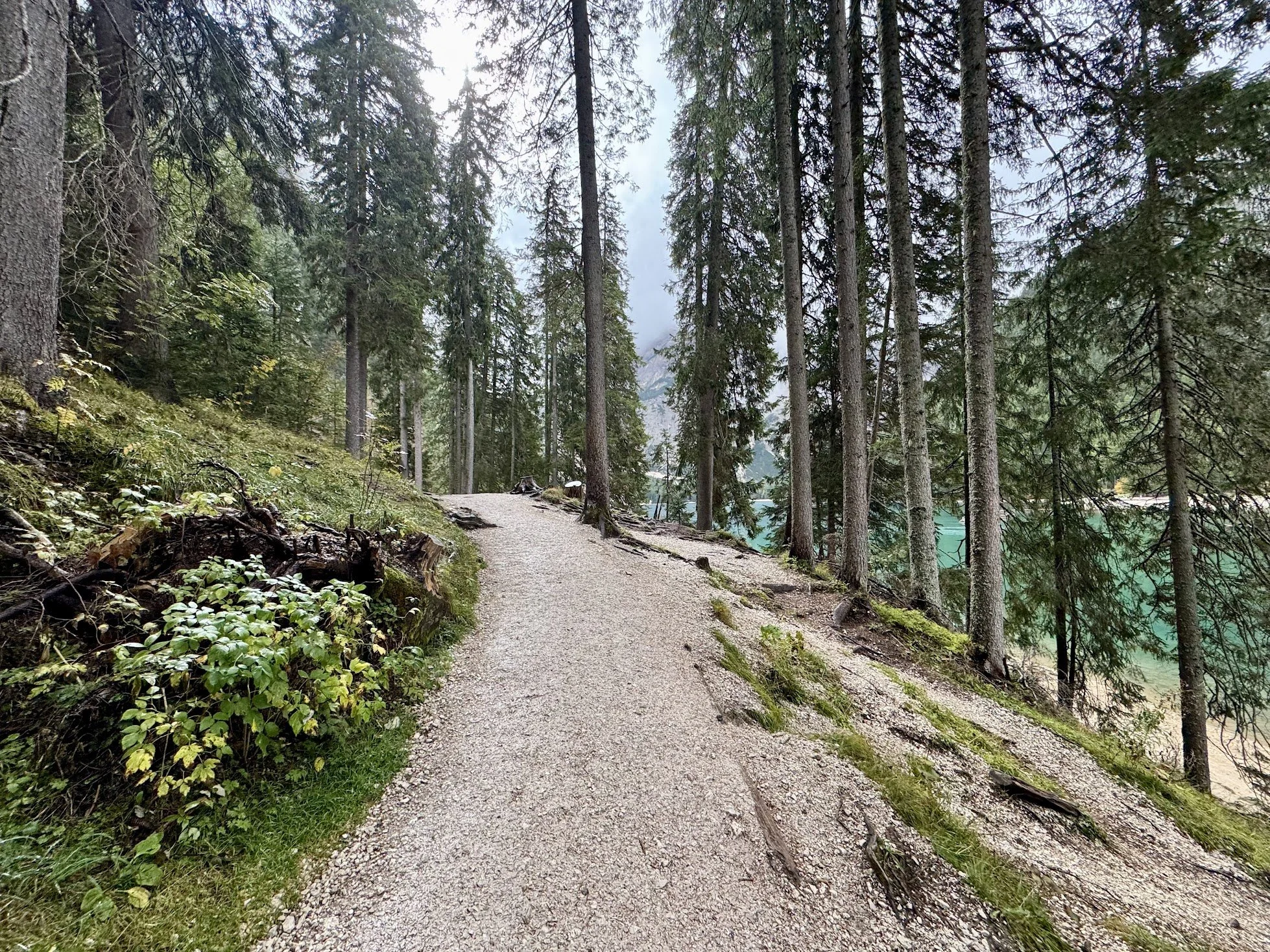 A narrow dirt and gravel trail winding through a dense forest of tall evergreen trees on a cloudy day.