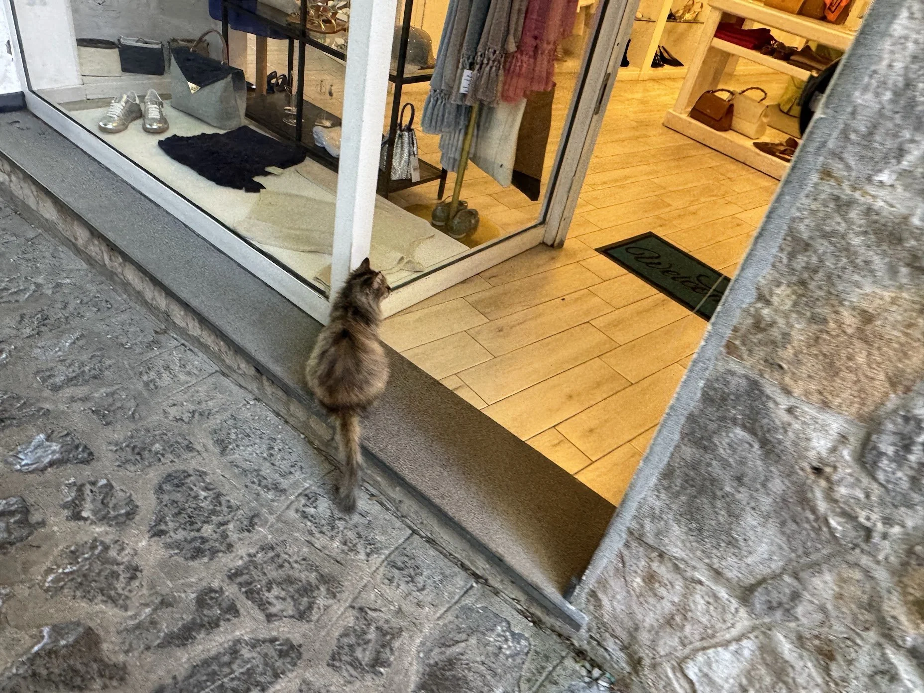 A cat standing outside a store window, looking inside. The store has wooden flooring, shelves with handbags, shoes, and clothing displayed. The exterior ground is rough, cracked concrete.
