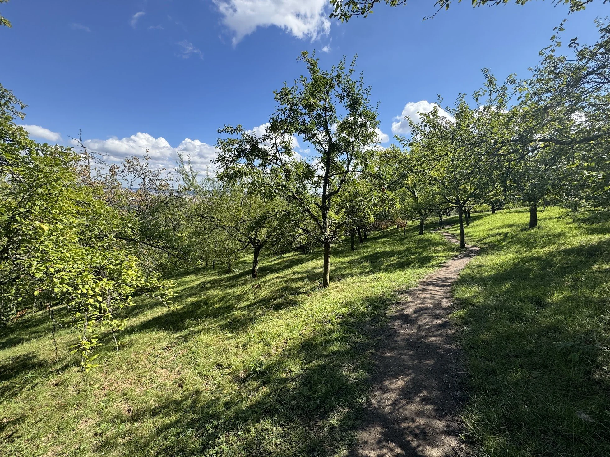 A sunny day in a green park with a dirt walking trail, surrounded by trees and a blue sky with clouds.
