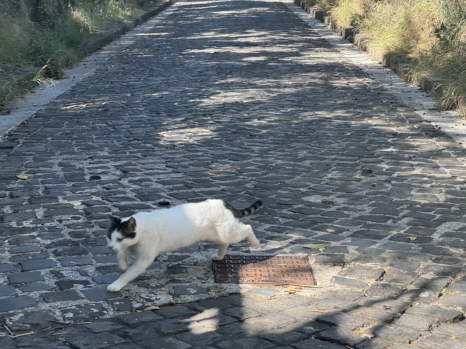 A black and white cat walking on a cobblestone sidewalk with trees and bushes on the sides.