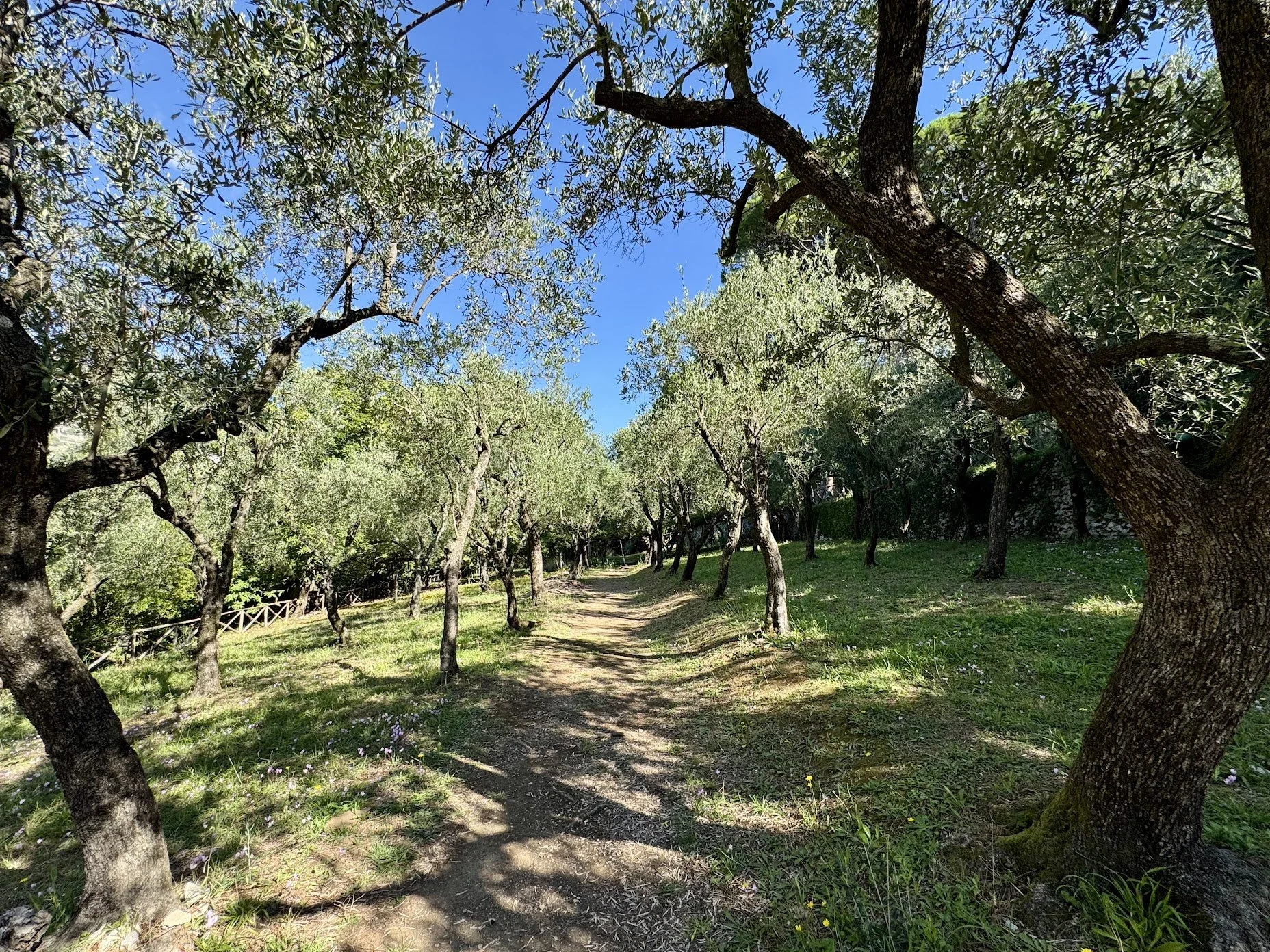 A dirt pathway winding through a grove of trees with green leaves and a clear blue sky overhead.