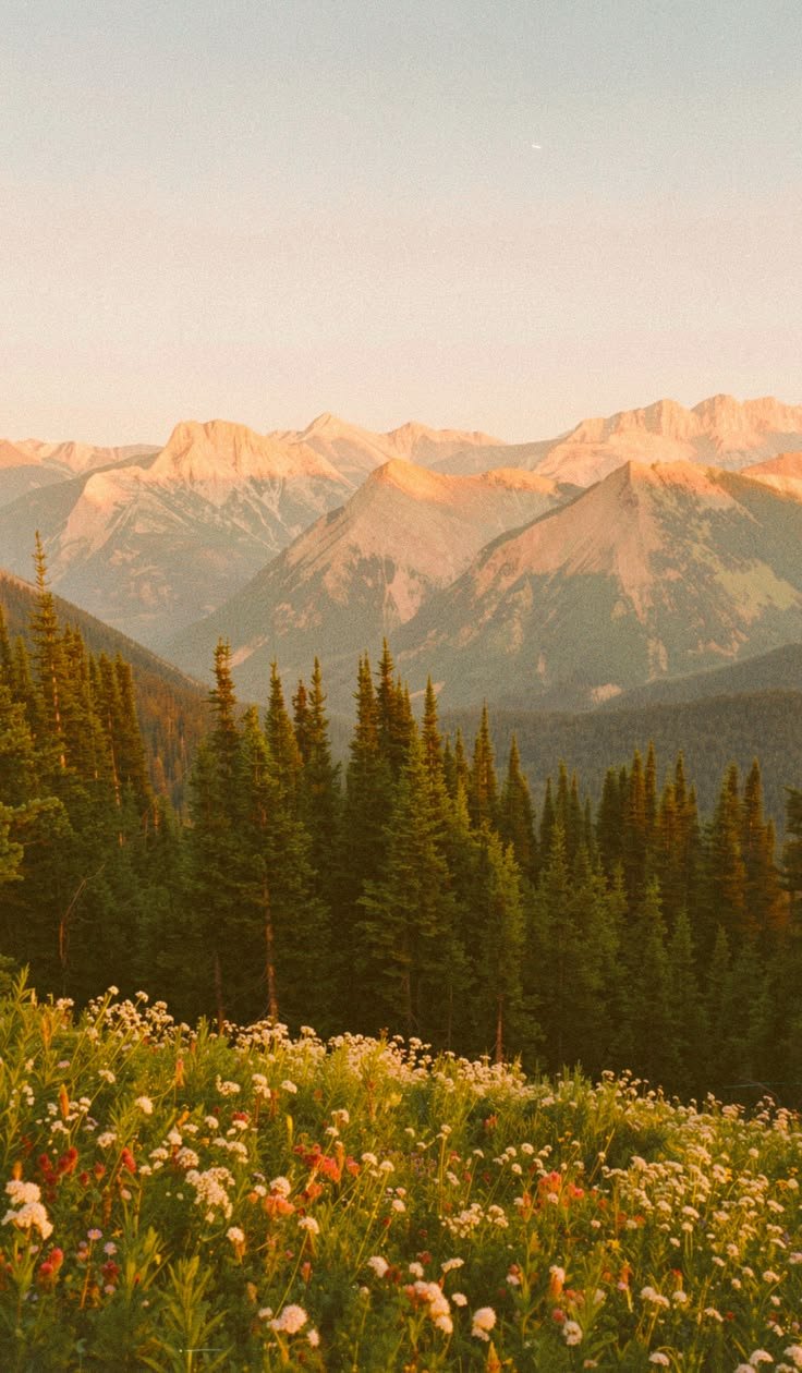 Scenic view of mountain range at sunset with evergreen trees and wildflowers in the foreground.