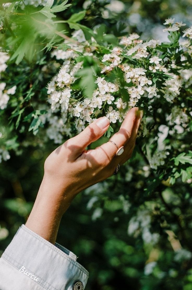 A hand holding white flowers on a bush in a garden or park setting with green foliage in the background.