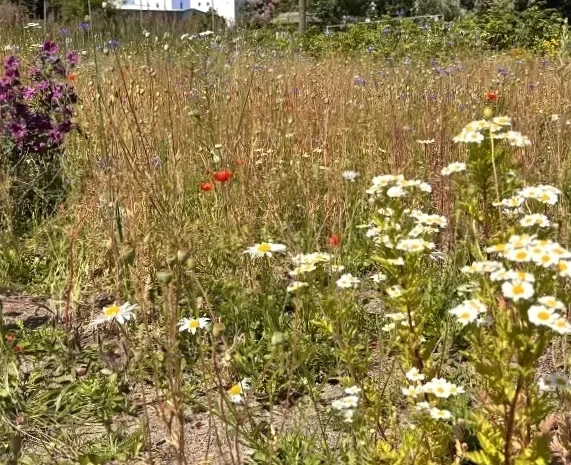 Die Drachenwiese hat gewonnen!
