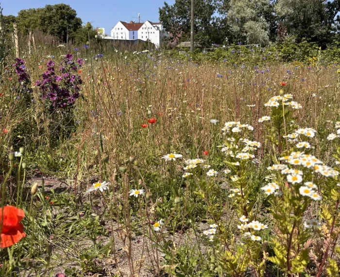 23.6. ab 18 Uhr: Aktionstag auf der Drachenwiese