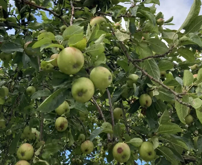 Apfelernte auf der Drachenwiese: Sonntag, 1. September, 11.30 Uhr