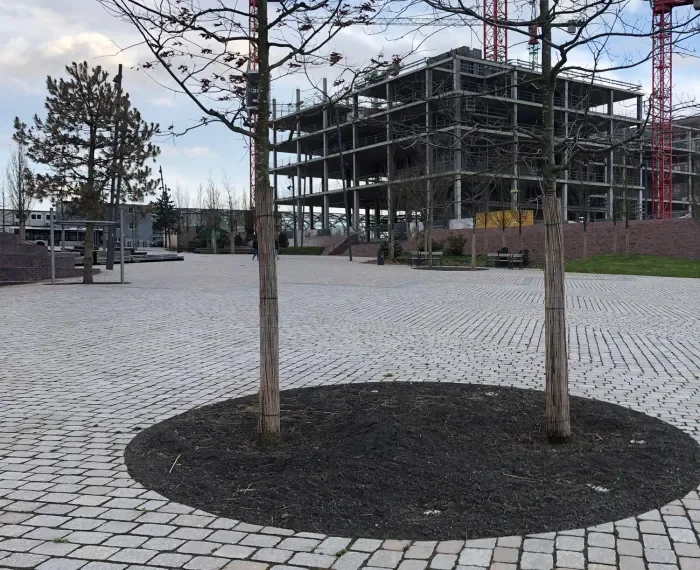 Warum wird es immer noch nicht grüner?