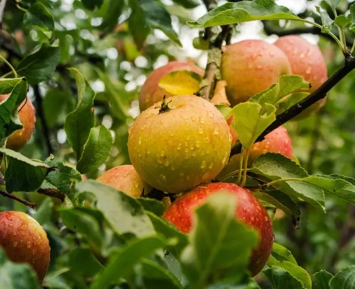 Apfelernte im Lohsepark