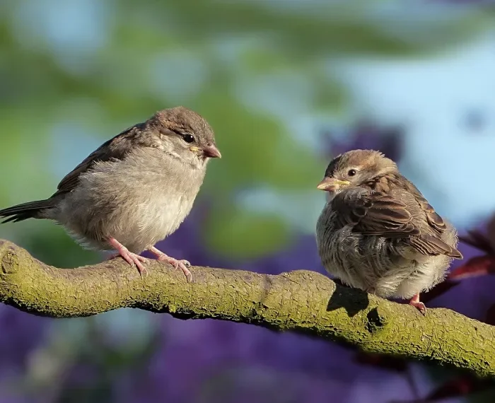 Fiep, fiep, fiep! Die Spatzen brüten wieder