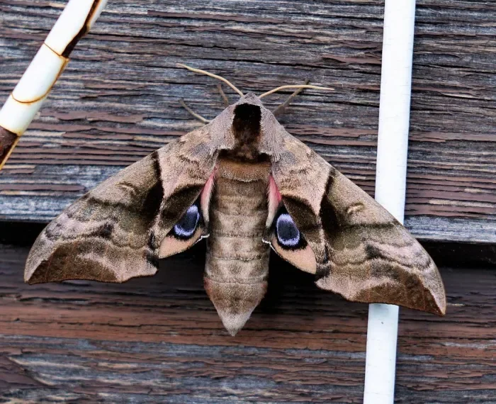 Futter für die Nachtfalter