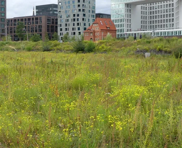 Mehr Grün für die HafenCity: Die Workshop-Dokumentation ist fertig
