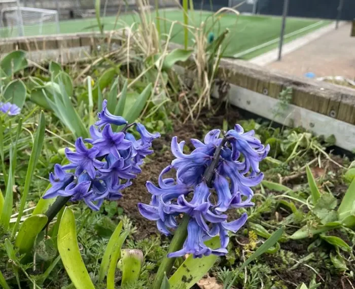 Es ist angegärntnert!