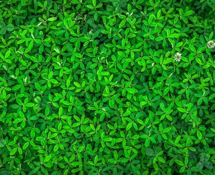 Podiumsdiskussion: Wieviel Grün braucht die HafenCity?