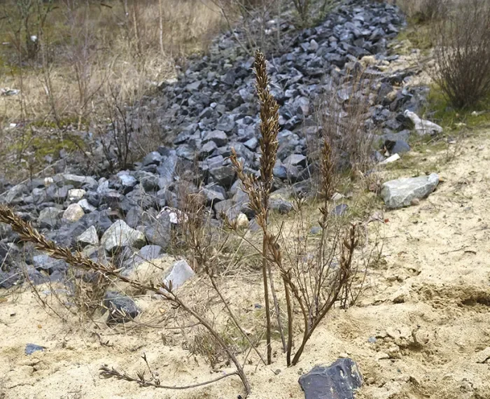 Einsatz für den seltenen Falter