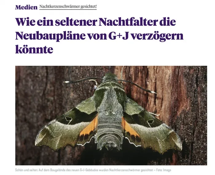 meedia.de 19.04.21: Nachtkerzenschwärmer gesichtet!