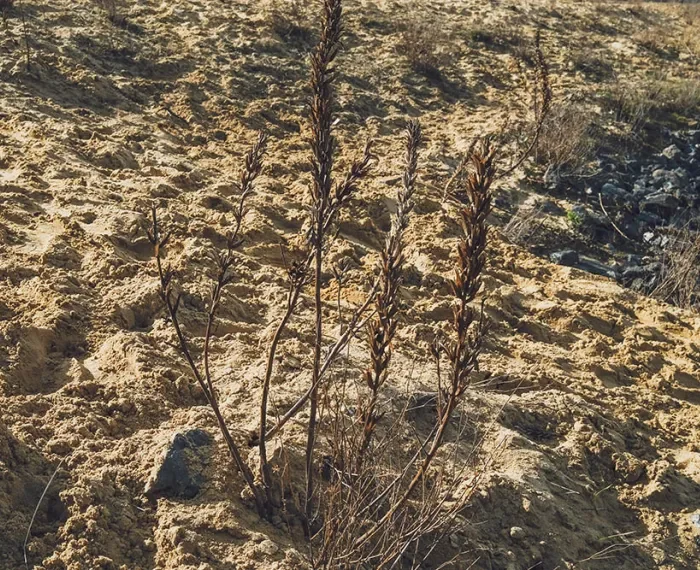 Hamburger Abendblatt 16.04.21: Streit um Schmetterling und Neubau von Gruner + Jahr