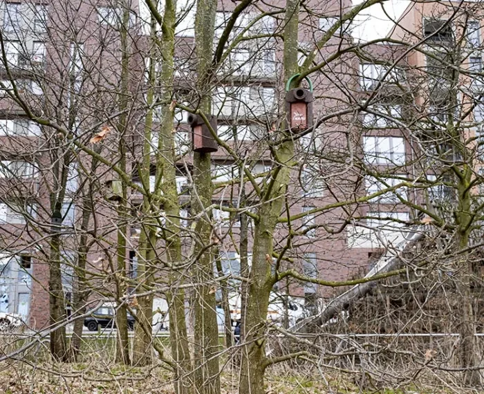 NABU: Mach‘ Platz für den Spatz!